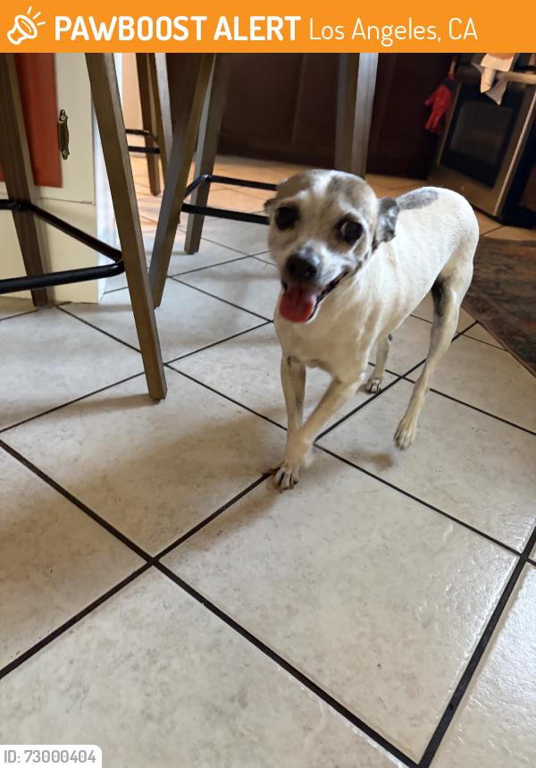 Found/Stray Female Dog last seen Saticoy St & Farmdale Ave, Los Angeles, CA 91605