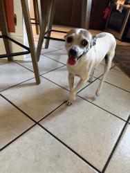 Found/Stray Female Dog last seen Saticoy St & Farmdale Ave, Los Angeles, CA 91605