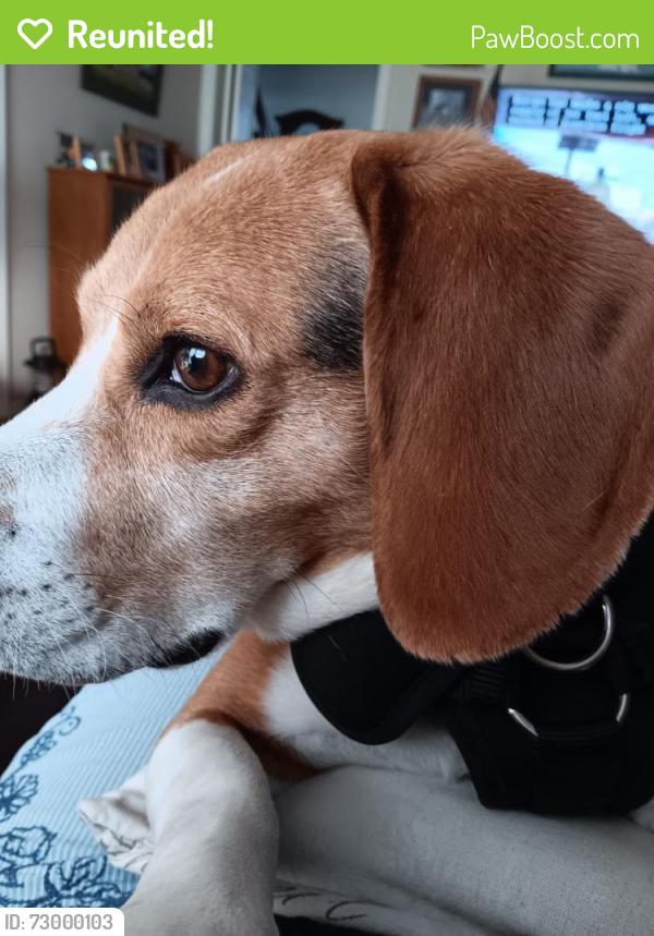 Reunited Male Dog last seen Cresthill Drive, Whitesboro, NY 13492