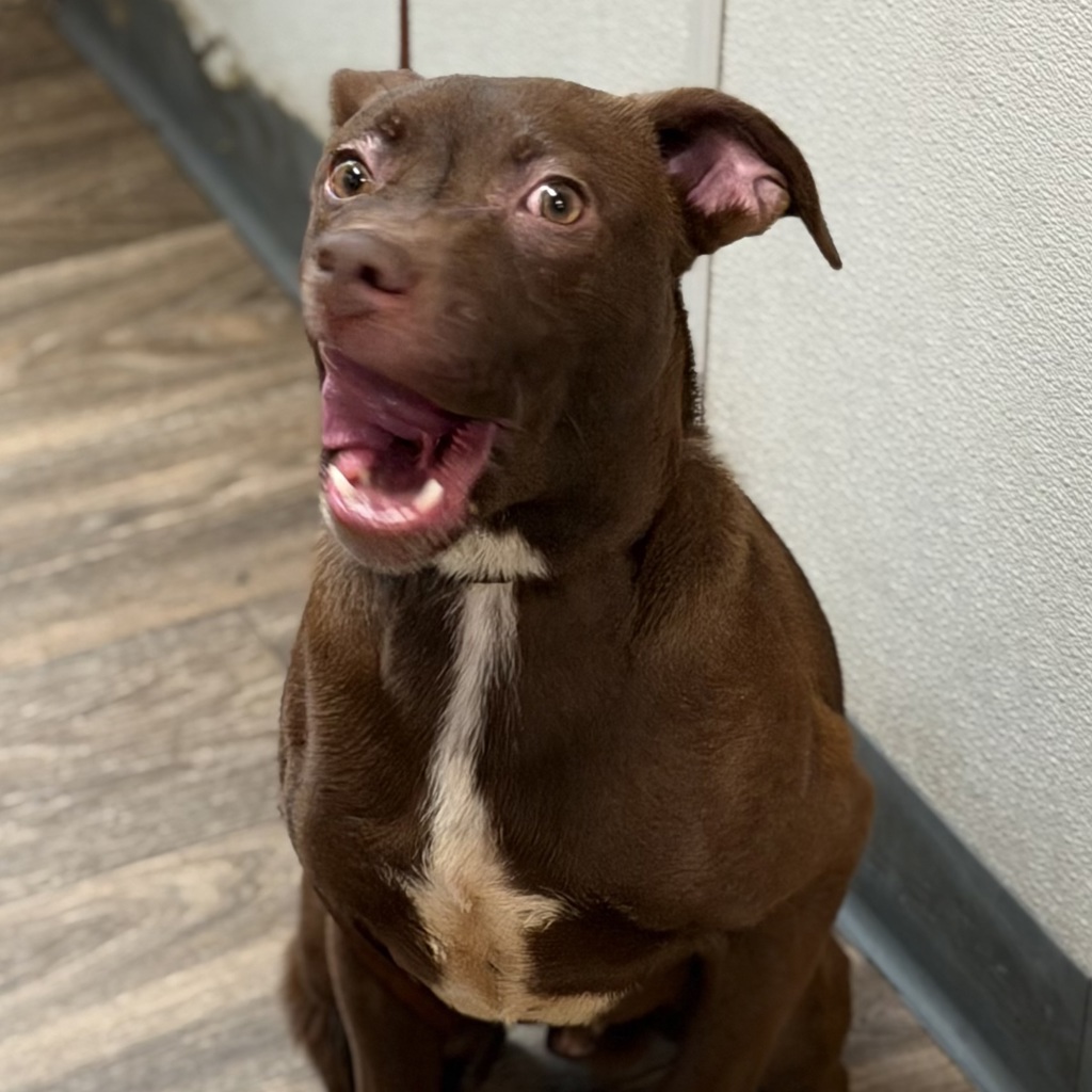 Shelter Stray Male Dog last seen Near Rio San Diego Drive, San Diego, CA, 92108, 5500 Gaines St, San Diego, CA 92110, USA