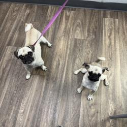 Shelter Stray Female Dog last seen Home Avenue, San Diego, CA, 92105, 5500 Gaines St, San Diego, CA 92110, USA