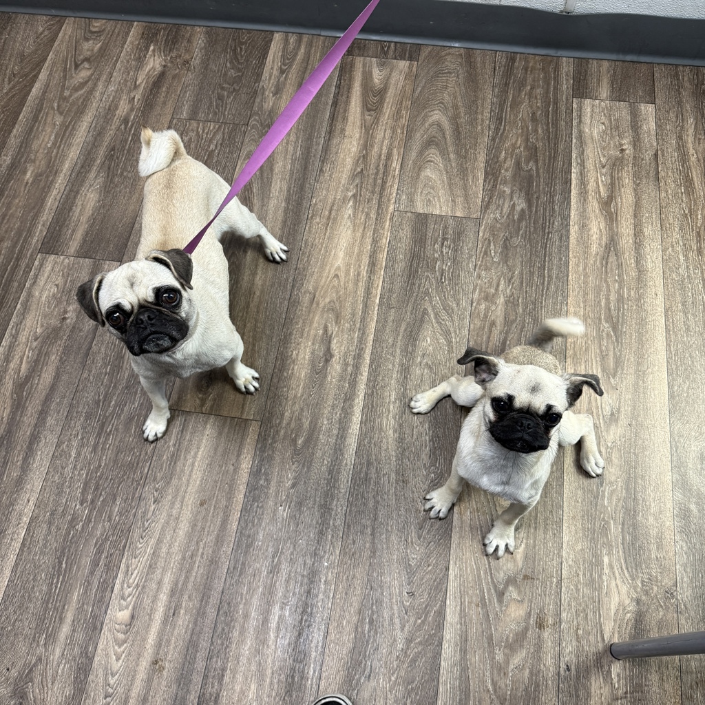 Shelter Stray Female Dog last seen Home Avenue, San Diego, CA, 92105, 5500 Gaines St, San Diego, CA 92110, USA