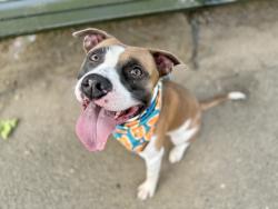 Shelter Stray Male Dog last seen Near Morris Park Avenue, BRONX, NY, 10460, 326 E 110th St, New York, NY 10029, USA