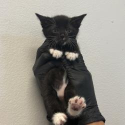Shelter Stray Male Cat last seen Westonhill Drive, San Diego, CA, 92126, 5500 Gaines St, San Diego, CA 92110, USA