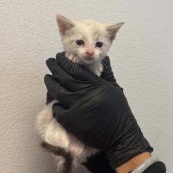 Shelter Stray Female Cat last seen Westonhill Drive, San Diego, CA, 92126, 5500 Gaines St, San Diego, CA 92110, USA