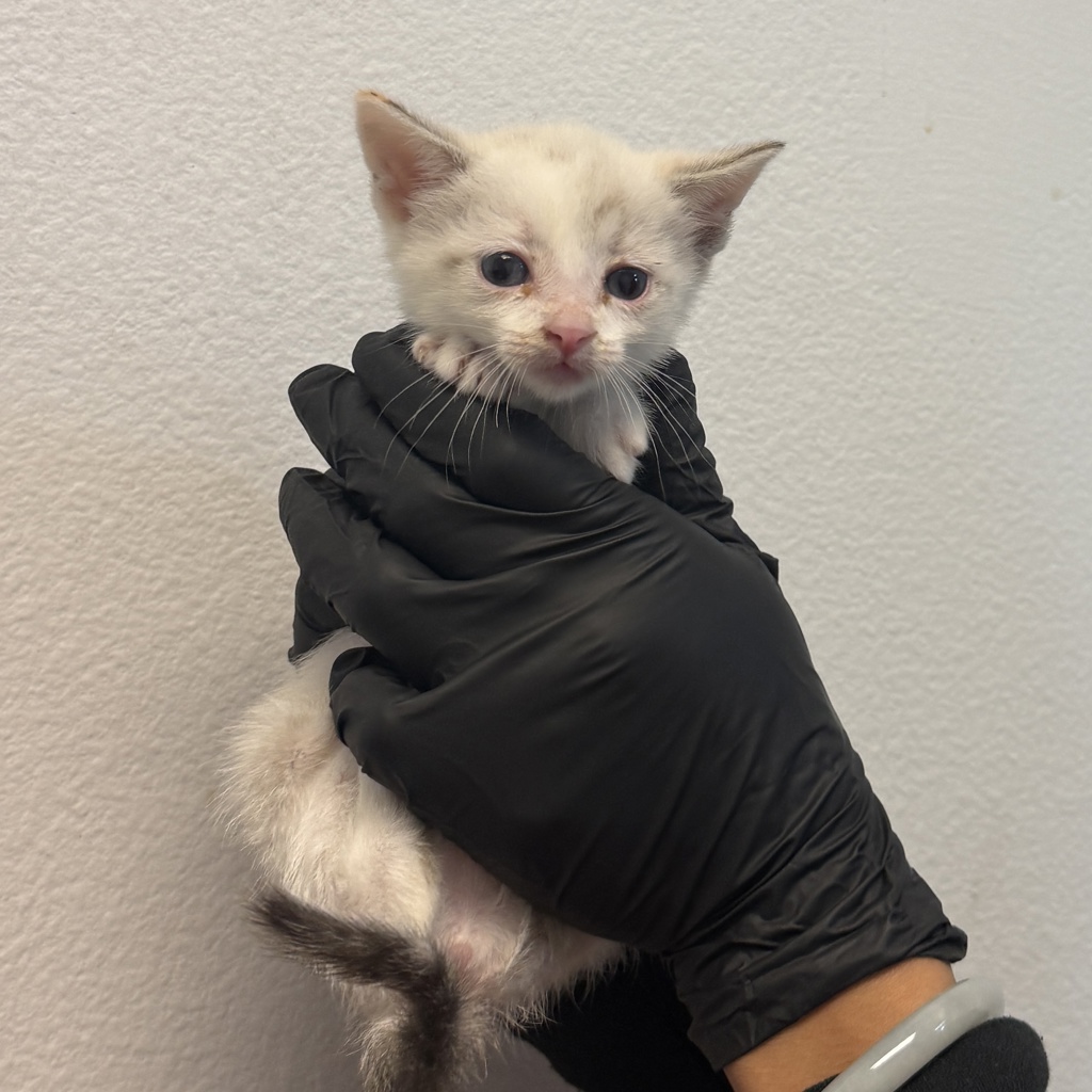Shelter Stray Female Cat last seen Westonhill Drive, San Diego, CA, 92126, 5500 Gaines St, San Diego, CA 92110, USA