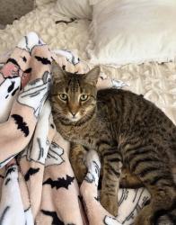Reunited Male Cat last seen Avon street, melrose MA, Melrose, MA 02176