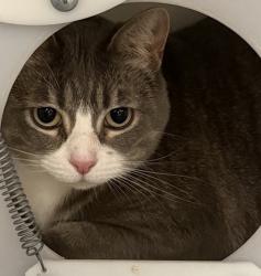 Shelter Stray Female Cat last seen Meadow Glen Way, Escondido, CA, 92026, Escondido, CA 92027, USA
