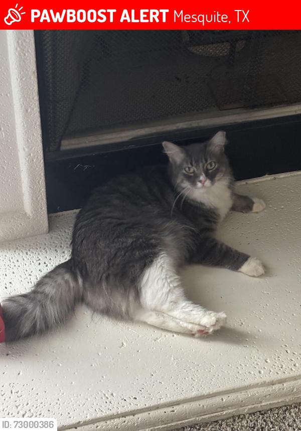 Lost Female Cat last seen LBJ Garden Villas , Mesquite, TX 75150