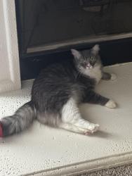Lost Female Cat last seen LBJ Garden Villas , Mesquite, TX 75150