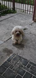 Lost Male Dog last seen Near S whipple st, Chicago, IL 60629
