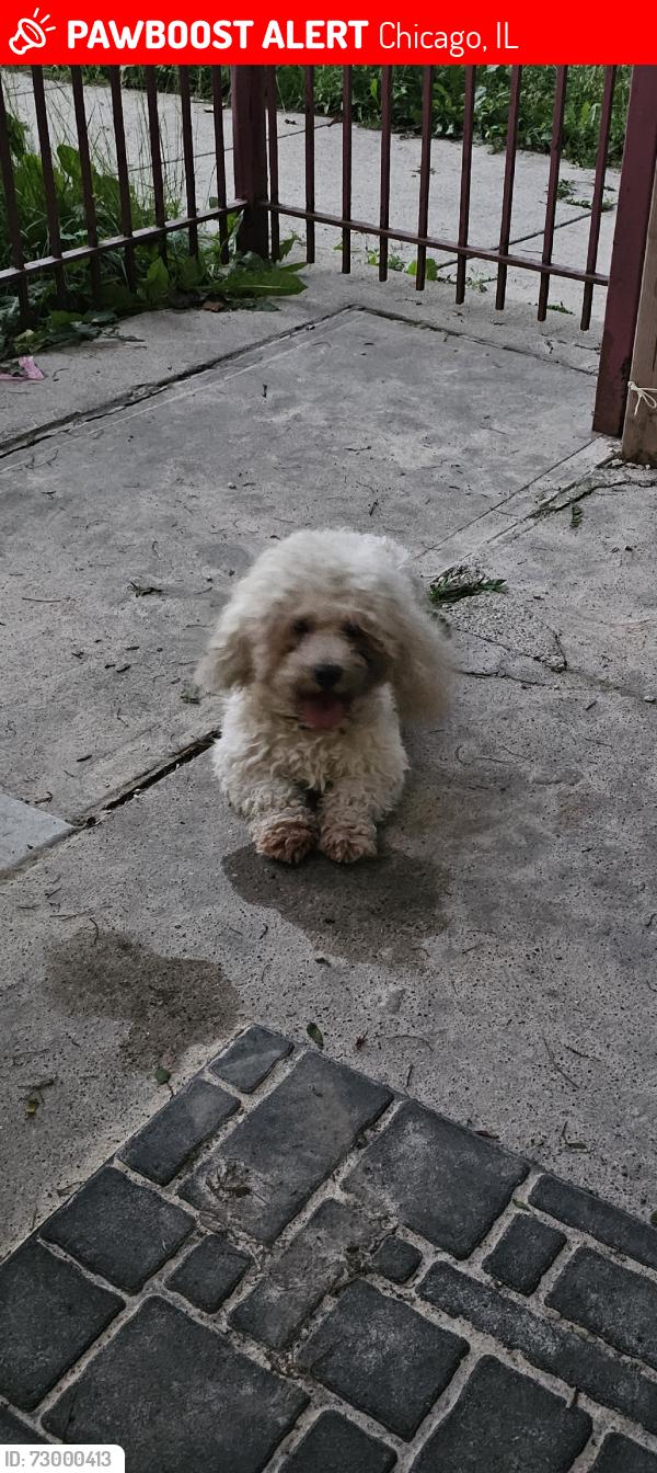 Lost Male Dog last seen Near S whipple st, Chicago, IL 60629