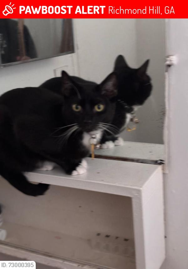 Lost Male Cat last seen Blueberry park, Richmond Hill, GA 31419