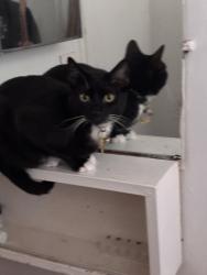 Lost Male Cat last seen Blueberry park, Richmond Hill, GA 31419