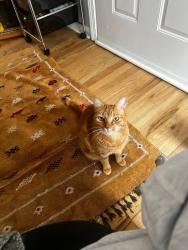 Lost Female Cat last seen Edgewood , Atlanta, GA 30317