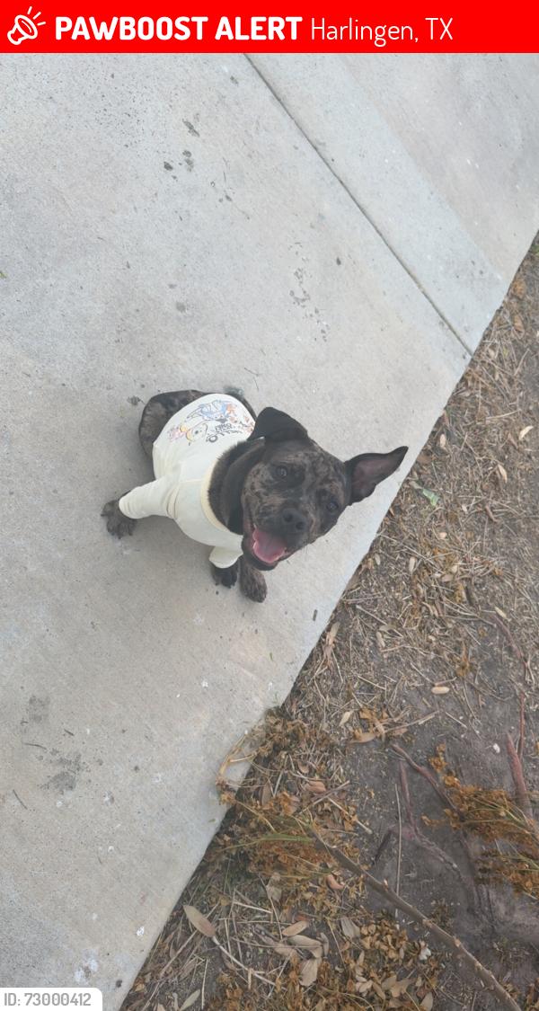 Lost Female Dog last seen Tangerine , Harlingen, TX 78552