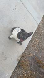 Lost Female Dog last seen Tangerine , Harlingen, TX 78552