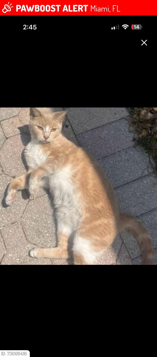 Lost Female Cat last seen 170th Terrace and 153 court, Miami, FL 33187