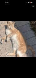 Lost Female Cat last seen 170th Terrace and 153 court, Miami, FL 33187