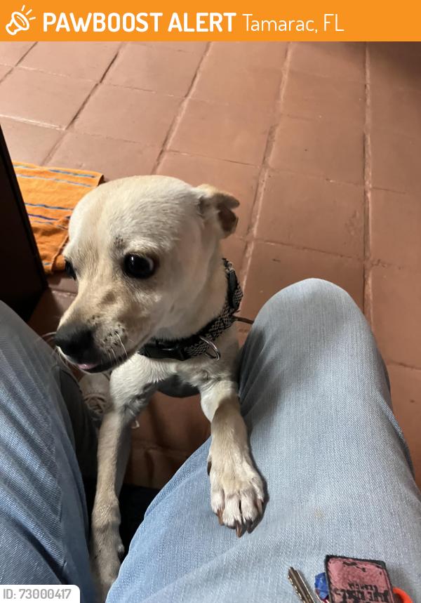 Found/Stray Male Dog last seen Southgate Blvd, Tamarac, FL 33071
