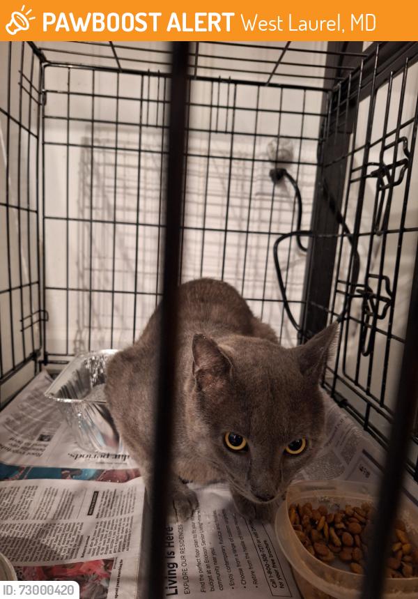 Found/Stray Male Cat last seen Goodman Ct and Goodman Rd, West Laurel, MD 20707