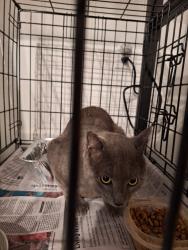 Found/Stray Male Cat last seen Goodman Ct and Goodman Rd, West Laurel, MD 20707