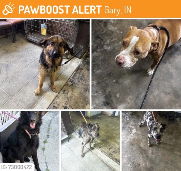 Found/Stray Unknown Dog last seen Gary Animal Control, Gary, IN 46402