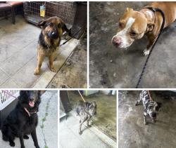 Found/Stray Unknown Dog last seen Gary Animal Control, Gary, IN 46402