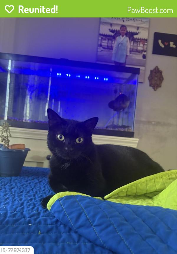 Reunited Female Cat last seen Ole Miss Dr and E Purdue Pl, Kenner, LA 70065
