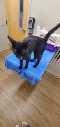 Reunited Male Cat last seen Paradise and Occidental Way , Emerald Hills, CA 94062