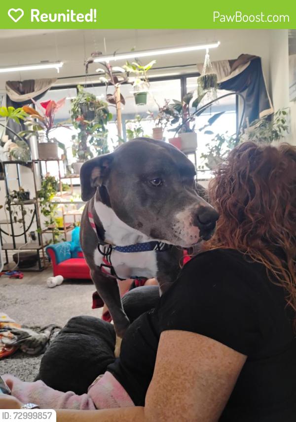 Reunited Male Dog last seen Near and drexel, Tucson, AZ 85706