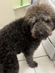 Lost Male Dog last seen Perry airport , Miramar, FL 33023