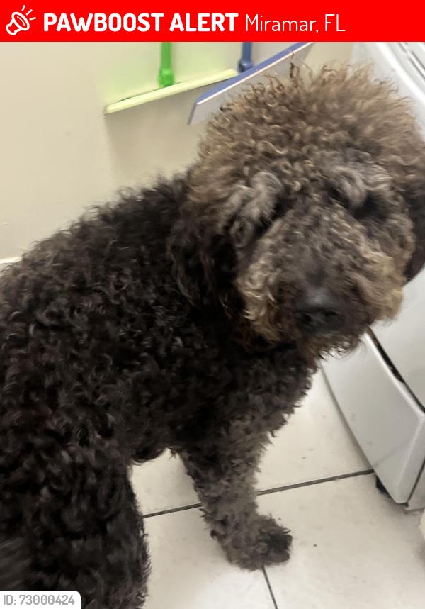 Lost Male Dog last seen Perry airport , Miramar, FL 33023