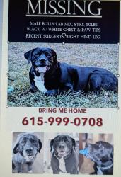 Reunited Male Dog last seen Tom Austin , Springfield, TN 37172