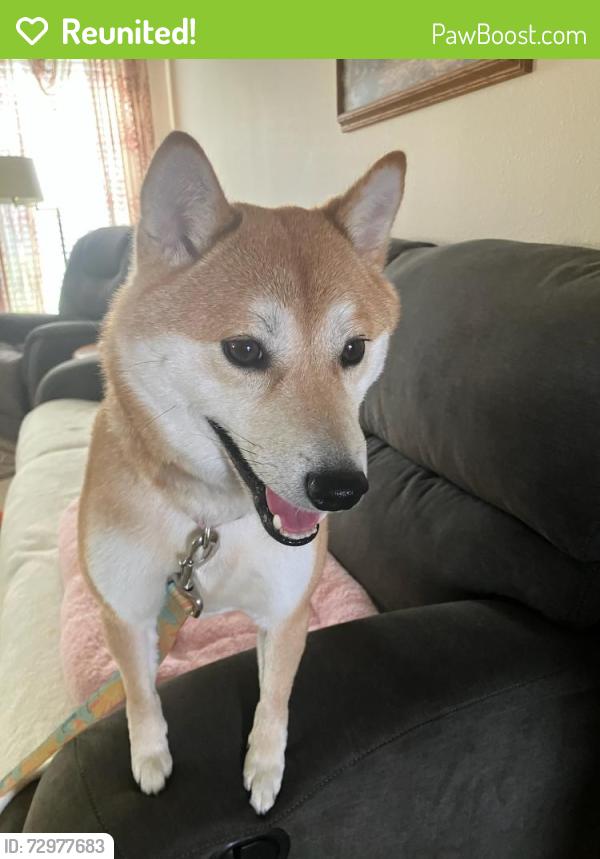 Reunited Female Dog last seen Country Meadows villas South , Independence, MO 64055
