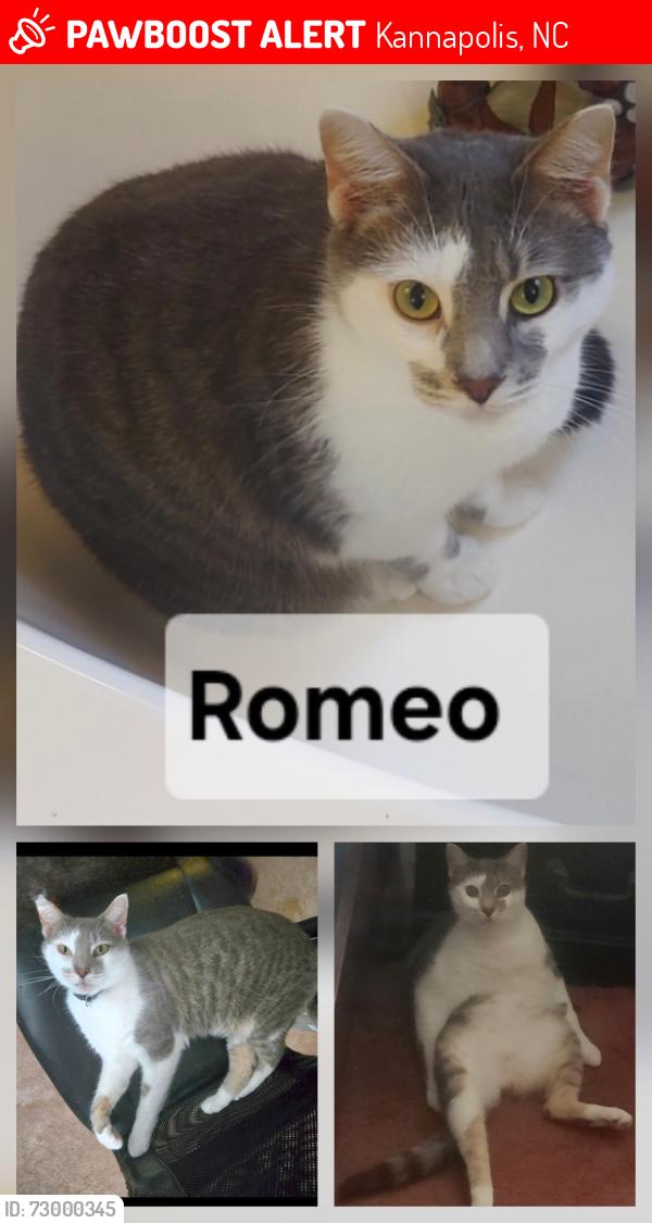 Lost Male Cat last seen Isenhower , Wright Rd,  Woodlawn , Kannapolis, NC 28083
