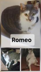 Lost Male Cat last seen Isenhower , Wright Rd,  Woodlawn , Kannapolis, NC 28083
