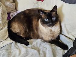 Lost Male Cat last seen Jacqueline Court, Daly City, CA 94014