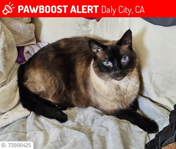 Lost Male Cat last seen Jacqueline Court, Daly City, CA 94014