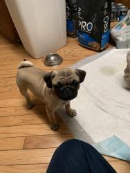 Reunited Male Dog last seen Westminister SE and Surrey Ct SE, Port Orchard, WA, Parkwood, WA 98366