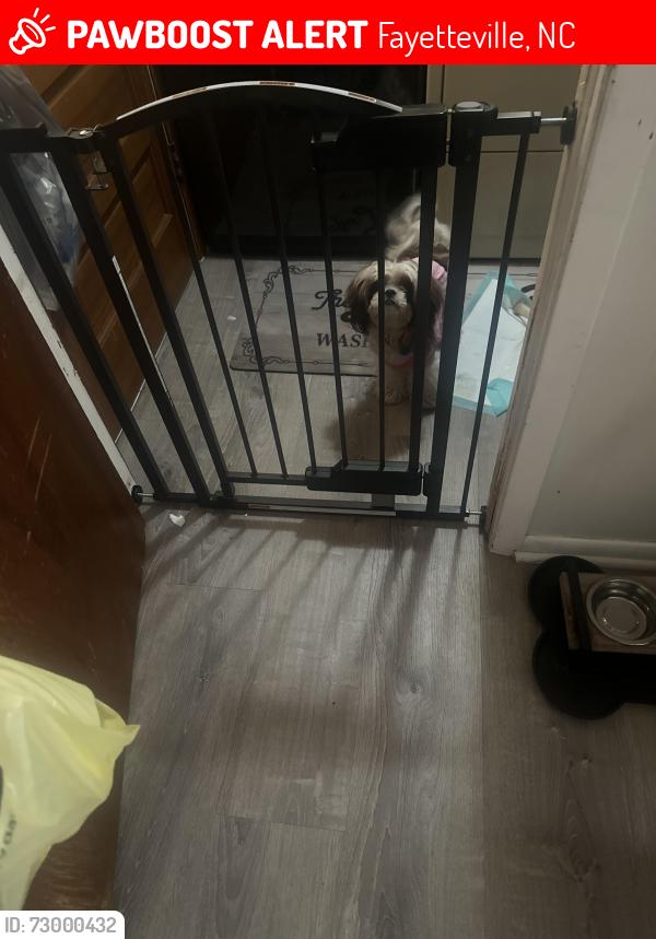 Lost Female Dog last seen Fisher , Fayetteville, NC 28304