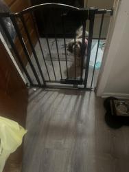 Lost Female Dog last seen Fisher , Fayetteville, NC 28304