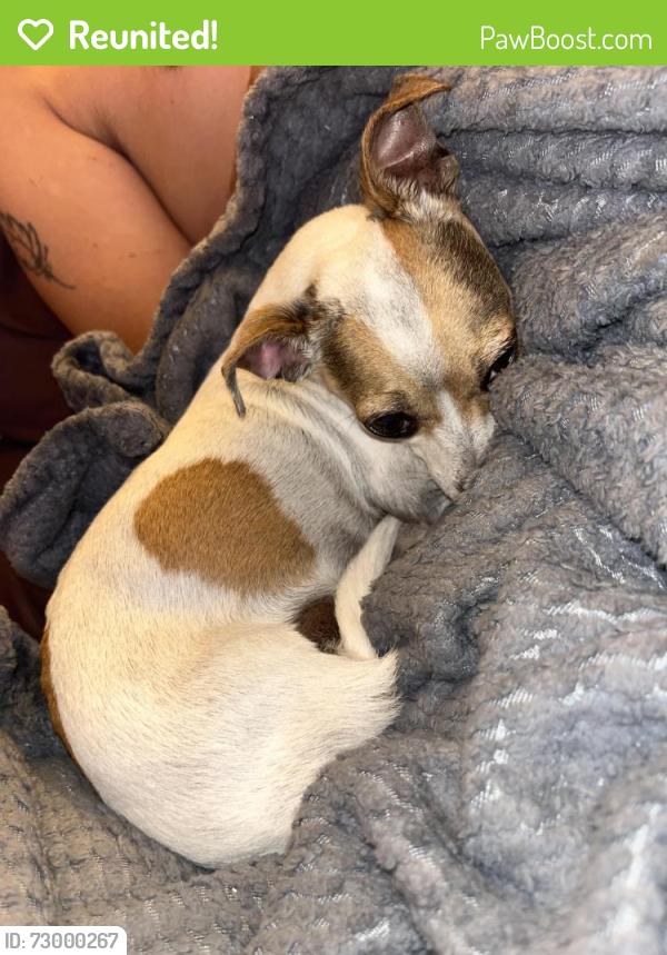Reunited Female Dog last seen The gas station across from the church, Crab Creek Rd, NC 28739
