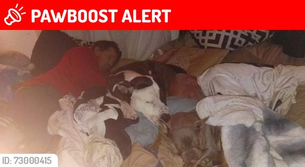 Lost Male Dog last seen wind mill market in windy point, Desert Hot Springs, CA 92240