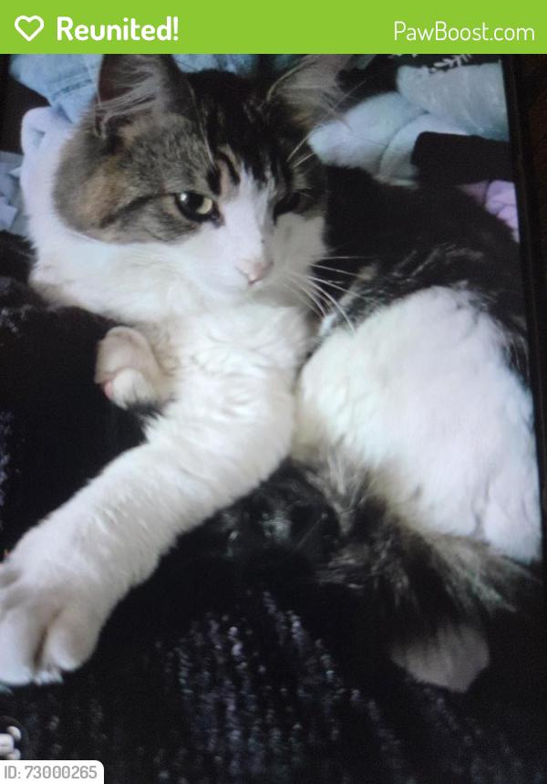 Reunited Male Cat last seen Allerton Grange High school, Moortown, England LS17 6SD