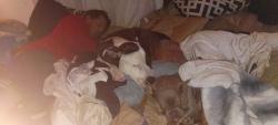 Lost Male Dog last seen wind mill market in windy point, Desert Hot Springs, CA 92240