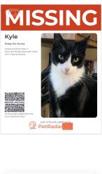 Lost Male Cat last seen Intersection Ridge Road and Chestnut Street , Nutley, NJ 07110
