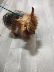 Lost Male Dog last seen 74th and schubert, Elmwood Park, IL 60707