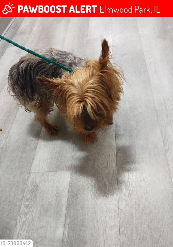 Lost Male Dog last seen 74th and schubert, Elmwood Park, IL 60707