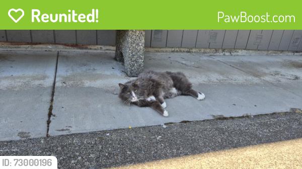 Reunited Unknown Cat last seen Near 5th Street, Pacific Ridge s , Snohomish, WA 98290